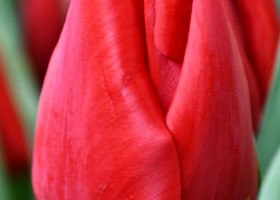 Tulipa Ben van Zanten (4)